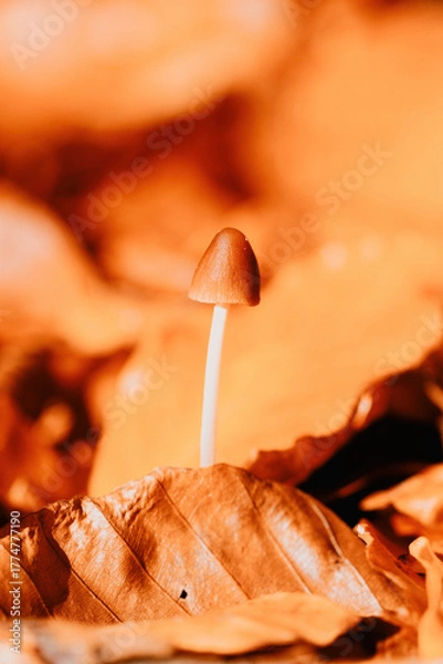 Obraz Mushroom - Pilz