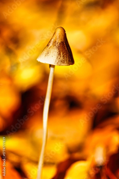 Obraz Mushroom - Pilz