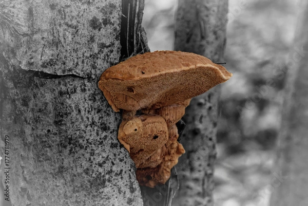 Obraz Mushroom - Pilz