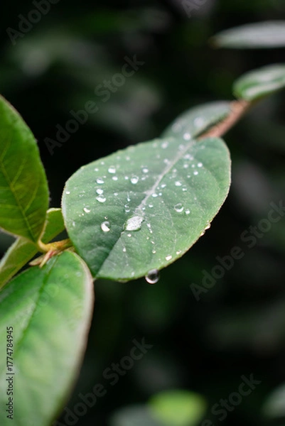 Obraz Cluster of bright red berries on a branch with glossy green leaves. The blurred background and soft bokeh create a calm, natural composition in an autumn atmosphere.