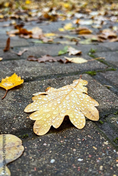 Fototapeta Water drops on a brown oak leaf lying on paving slabs in a park. Rainy autumn. Vertical. Fall background.