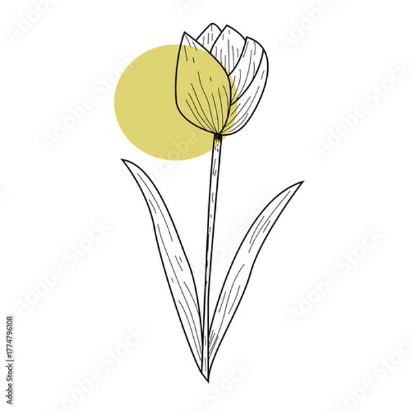 Fototapeta tulip flower vector