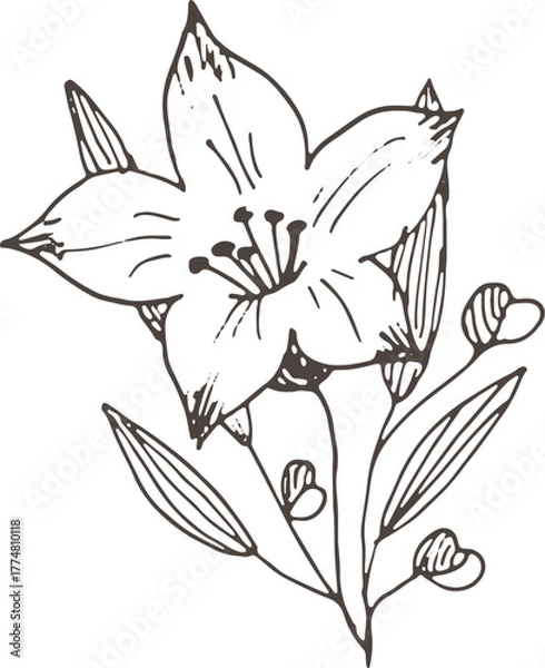 Fototapeta vector illustration of a flower