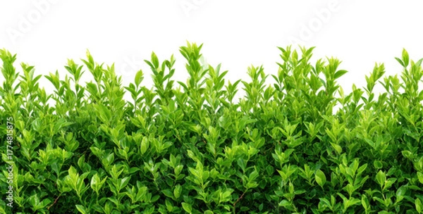 Fototapeta Lush Green Hedge Emphasizing Vibrant Foliage and Natural Beauty isolated on transparent background