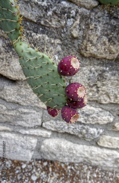 Obraz prickly pear cactus