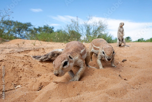 Obraz Two Cape Ground Squirrels looking for food