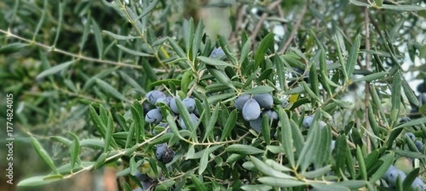 Fototapeta Ripe olives on olive tree branch in Mediterranean orchard