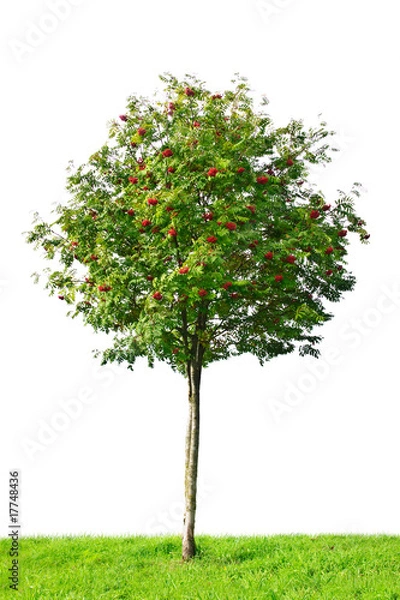 Fototapeta rowan tree
