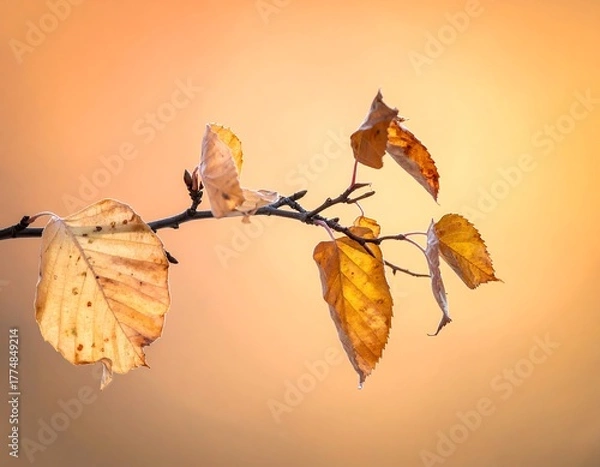 Obraz Autumnal Branch with Fading Leaves Against a Warm Backdrop.