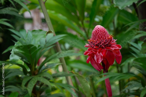 Fototapeta red flower in the jungle