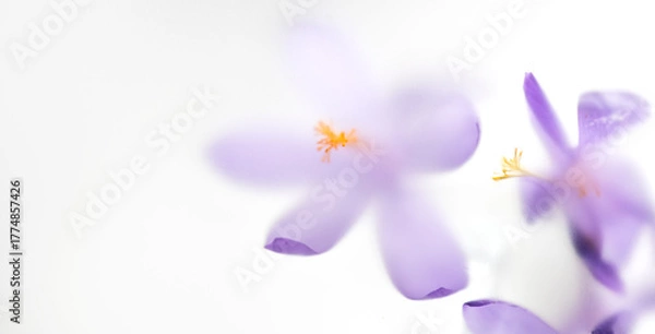Obraz Saffron flowers, Crocus, Nature abstract flowers through matte glass, nature art background, spring flower design blurred backdrop, isolated on white. Seasonings, condiments. Cooking ingredients 