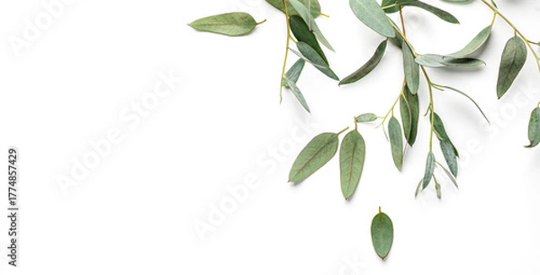 Obraz Eucalyptus plant leaves. Fresh Eucalyptus close up, isolated on white background, top view. Essential oil, aromatherapy. Medical plant. flat lay, border design. 