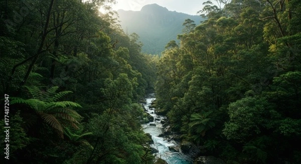 Obraz Tasmanian wilderness with dense rainforest and mountain stream