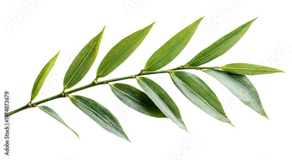 Fototapeta A single branch with multiple elongated green leaves against a pure white background showcasing natural beauty and simplicity in detail