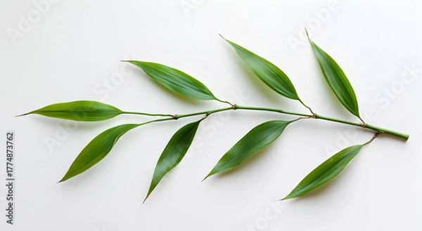 Fototapeta A delicate green branch with elongated leaves rests on a clean white background showcasing natural simplicity and organic beauty