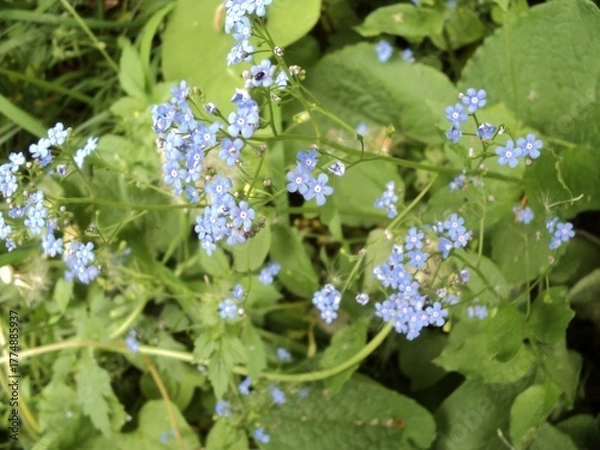Obraz Forget me not flowers