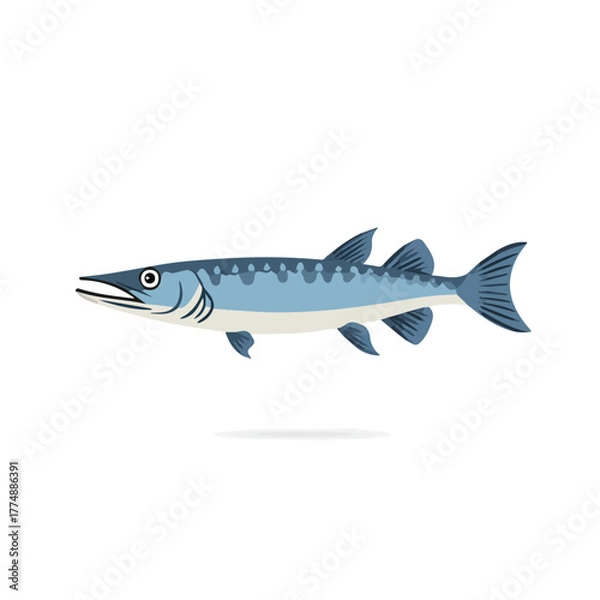 Obraz Modern flat 2D vector illustration of a Barracuda, minimal design style on a white background.