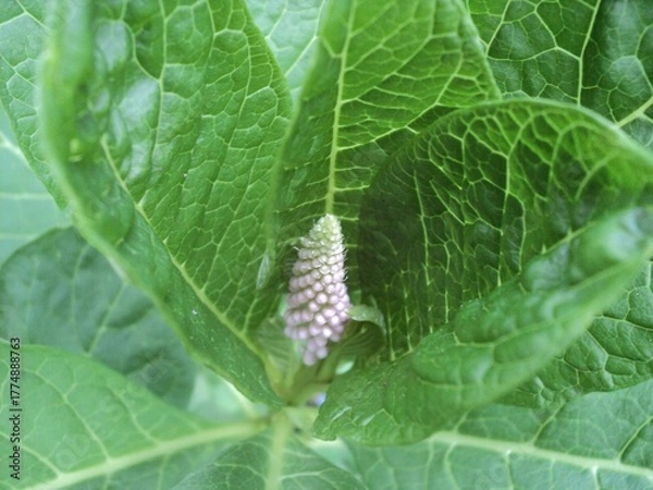 Obraz Nice burdock flower