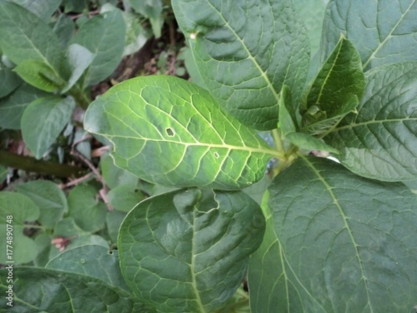 Obraz Light and burdock leaves
