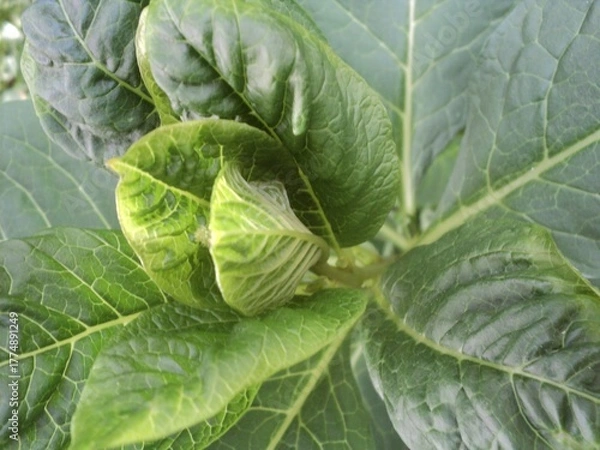 Obraz Burdock in the garden