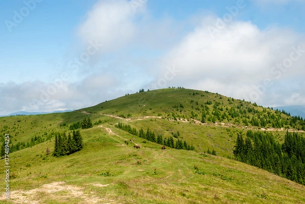 Obraz A panoramic view of the expansive, bright green Carpathian mountain range in Ukraine, featuring horses peacefully grazing on a sunny hillside with coniferous trees and a rugged track 