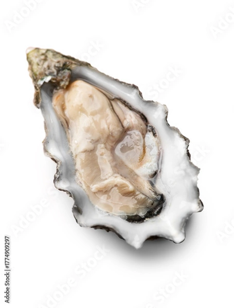 Obraz Oyster isolated on white background, macro shot of open one fresh french Fine de Claire oyster. Gourmet food. Seafood. Macro shot. Top view. 