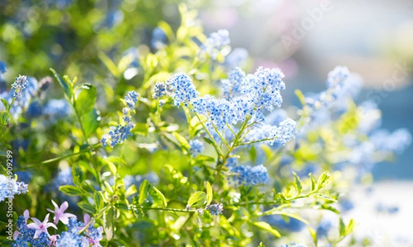 Obraz Ceanothus Shrub blooming in summer garden, close up. California lilac flowers. Ceanothus in garden design, blue flowers, sunny day, macro shot of beautiful nature 
