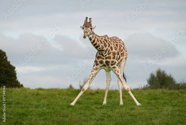 Obraz giraffe