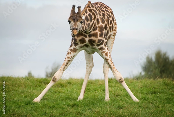 Obraz giraffe