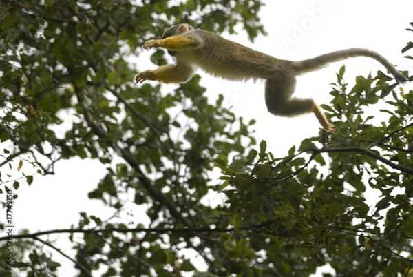 Obraz Małpa wiewiórka