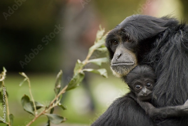 Obraz Siamang Gibbon, monkey