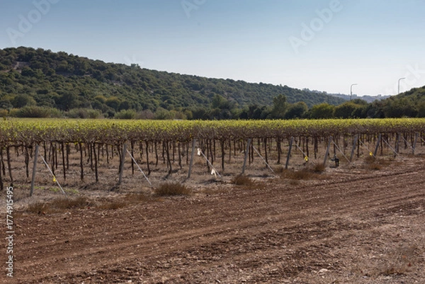 Fototapeta A vineyard field that has existed in one place for centuries