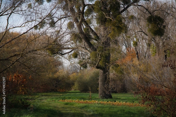 Fototapeta Giant tree in autumn forest way