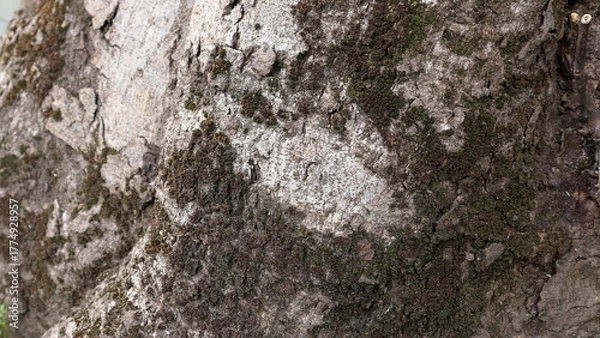 Obraz tree bark texture