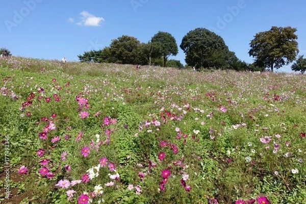 Fototapeta コスモス畑