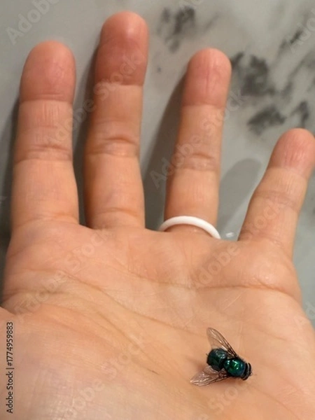 Obraz Holding a Common Fly: A macro closeup of a small housefly resting on the open palm of a person's hand.