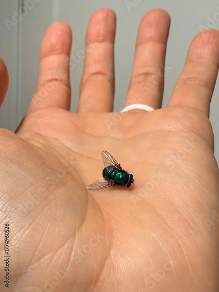 Obraz Holding a Common Fly: A macro closeup of a small housefly resting on the open palm of a person's hand.