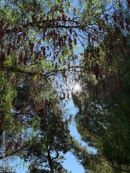 Obraz Forest Sunbeams: Golden sunlight filters through a dense canopy of trees, creating dramatic light rays in a peaceful woodland setting.