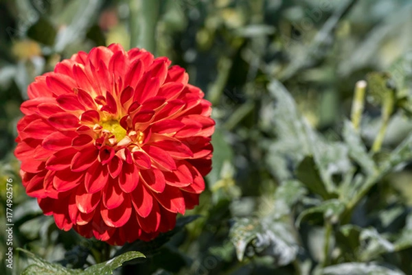 Obraz 鮮やかに咲くダリアの接写