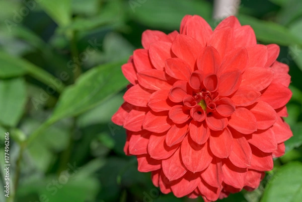 Obraz 鮮やかに咲くダリアの接写