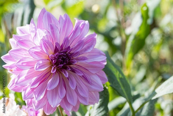 Obraz 鮮やかに咲くダリアの接写