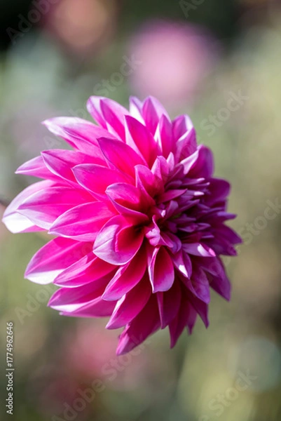 Obraz 鮮やかに咲くダリアの接写