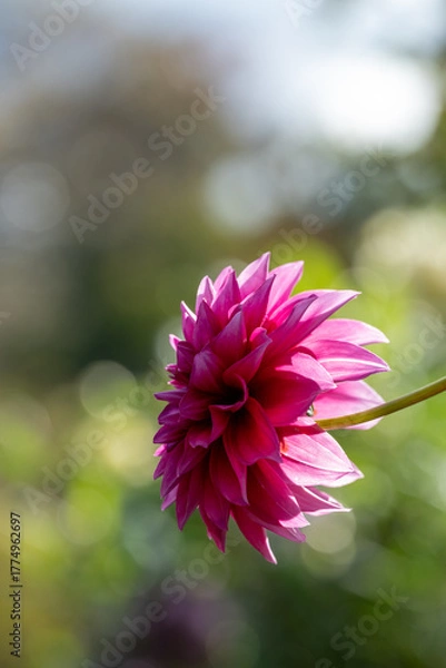 Obraz 鮮やかに咲くダリアの接写