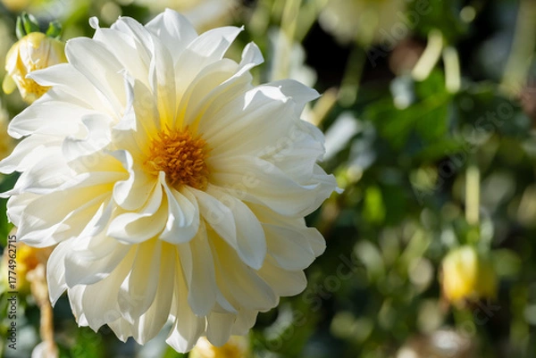 Obraz 鮮やかに咲くダリアの接写