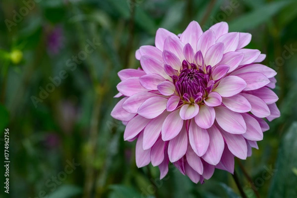 Obraz 鮮やかに咲くダリアの接写