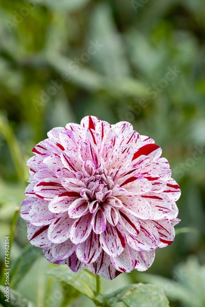 Obraz 鮮やかに咲くダリアの接写