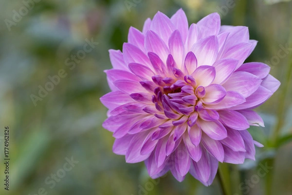 Obraz 鮮やかに咲くダリアの接写