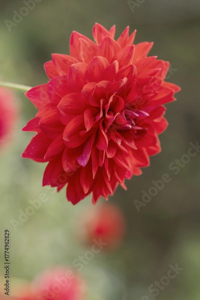 Obraz 鮮やかに咲くダリアの接写