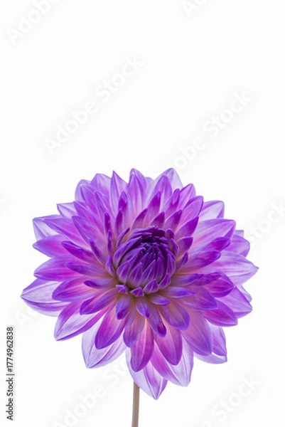 Obraz 鮮やかに咲くダリアの接写