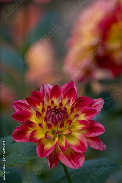 Obraz 鮮やかに咲くダリアの接写